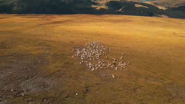 Αεροφωτογραφία Κηφήνας Της Φύσης Στη Ρουμανία Καρπάθια Βουνά Ένα Κοπάδι — Αρχείο Βίντεο