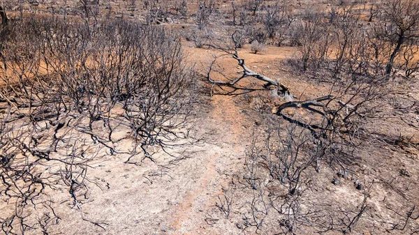 Vue Aérienne Par Drone Des Conséquences Des Incendies Grèce Végétation — Photo