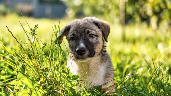 Köyde Islak Bir Köpek Yavrusu — Stok fotoğraf