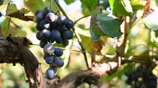 Zwarte Druiven Een Wijngaard Moldavië — Stockvideo