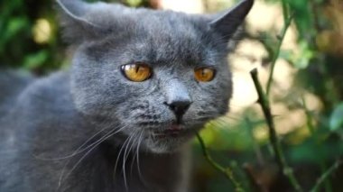 Koyu renkli İngiliz kedisi bahçede oynuyor ve ağaç dalı yiyor, ağır çekimde.
