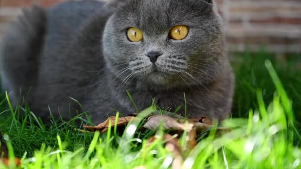 Británico Oscuro Plegable Gato Jugando Jardín Cámara Lenta — Vídeo de stock