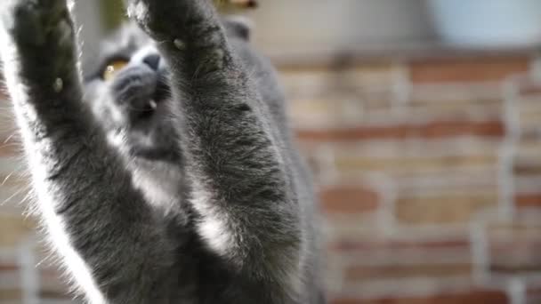 Británico Oscuro Plegable Gato Jugando Jardín Cámara Lenta — Vídeos de Stock