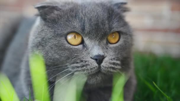庭で遊ぶ暗い英国の倍猫 スローモーション — ストック動画