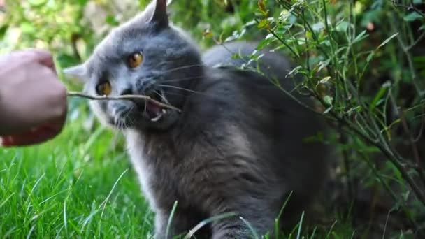Dunkle Britische Faltkatze Spielt Garten Zeitlupe — Stockvideo