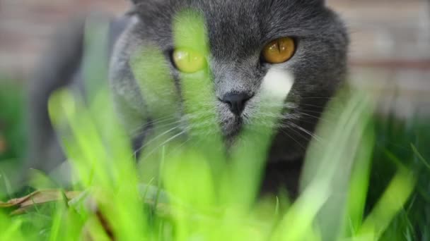 Pliegue Británico Oscuro Gato Jugando Jardín Con Hierba Verde Cámara — Vídeos de Stock