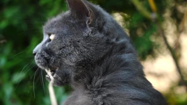 Dark British Fold Cat Playing Garden Eating Tree Branch Slow — Stock Video