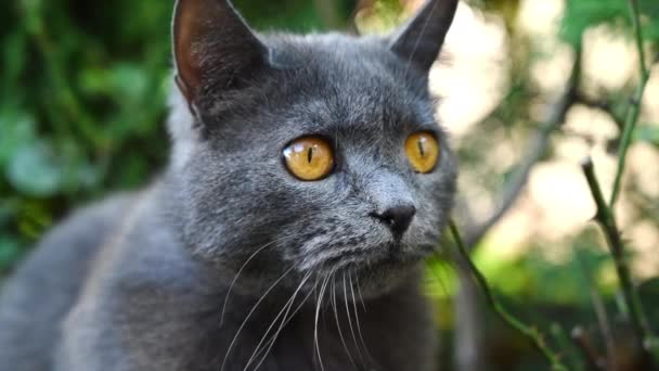 Темная Британская Кошка Играющая Саду Замедленное Движение — стоковое видео