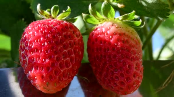 Κλείστε Μεγάλες Κόκκινες Ώριμες Φράουλες Μια Φάρμα — Αρχείο Βίντεο