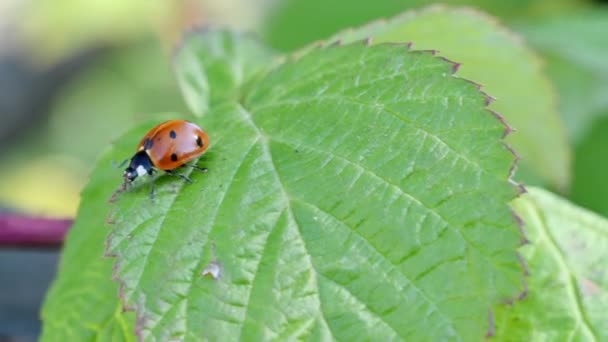 Coccinelle Déplaçant Sur Une Feuille Verte — Video