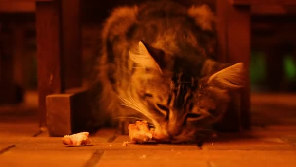 Uliczny Kot Jedzący Mięso Kurczaka Zewnątrz Nocy — Wideo stockowe