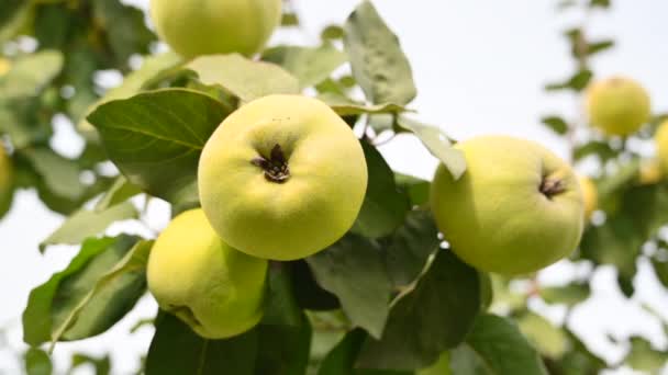 Frutas Maduras Membrillo Árbol — Vídeos de Stock