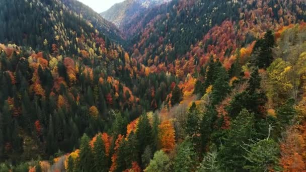 Antenowy Widok Przyrodę Rumunii Karpackie Góry Wzgórza Pokryte Bujnym Żółtym — Wideo stockowe