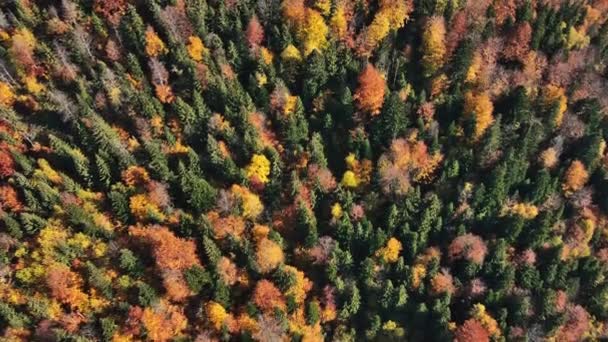 Antenowy Widok Przyrodę Rumunii Góry Karpackie Bujny Żółknący Las Widok — Wideo stockowe