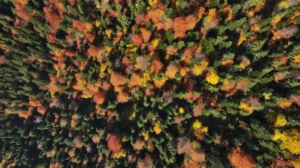 Antenowy Widok Przyrodę Rumunii Góry Karpackie Bujny Żółknący Las Widok — Wideo stockowe