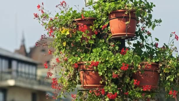 Assine Post Com Flores Mostrando Direção Uma Fortaleza Romênia — Vídeo de Stock