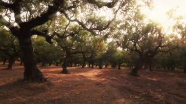 Yunanistan 'da gün batımında bir zeytin bahçesi manzarası. Ağaç dallarında ışık kırılıyor.