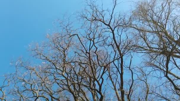 Fák Erdőben Kék Felett Lassított Felvétel — Stock videók