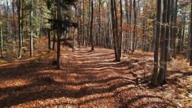 Romanya 'nın Brasov kentinde sonbahar ormanı manzarası