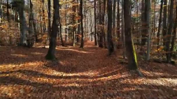 Вид Осеннего Леса Пожелтевшими Опавшими Листьями Брашове Румыния — стоковое видео