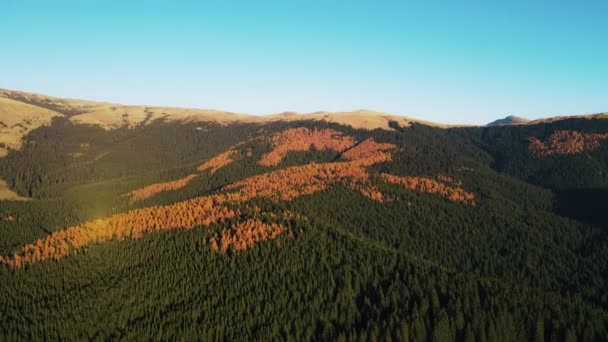 Vista Aérea Drones Natureza Roménia Bucegi Montanhas Exuberante Floresta Amarelada — Vídeo de Stock