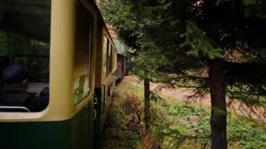 İçinden hareket eden buharlı tren Mocanita 'nın görüntüsü, Romanya' da sararmış bir orman. Yavaş çekim
