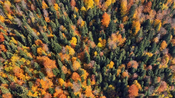 Veduta Aerea Drone Della Natura Romania Montagne Carpatiche Lussureggiante Foresta — Foto Stock