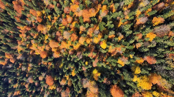 Flygdrönare Syn Naturen Rumänien Karpatiska Berg Grönskande Gul Skog Lodrät — Stockfoto