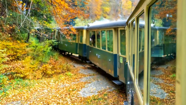 Vista Del Tren Vapor Movimiento Mocanita Desde Interior Bosque Amarillento —  Fotos de Stock