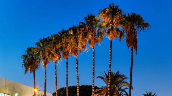 Rij Palmen Aan Côte Azur Frankrijk Nachts — Stockfoto