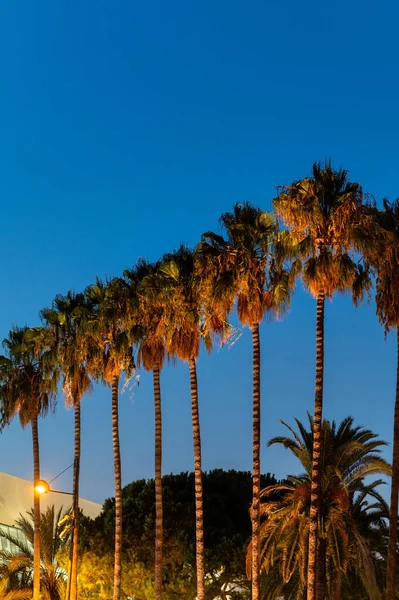 Row Palms Cote Azur France Night — Stock Photo, Image