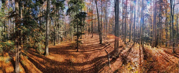 Vue Panoramique Forêt Automne Avec Des Feuilles Jaunies Tombées Brasov — Photo