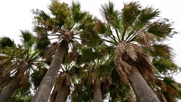 Höga Palmer Med Molnig Himmel Bakgrunden Underifrån — Stockvideo