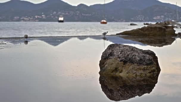 View Rocks Mediterranean Sea Coast Island Sainte Marguerite Seagulls Boats — Stock Video