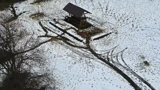喀尔巴阡山脉被雪覆盖的草坪 罗马尼亚的一个喂料器和它周围的小鹿 — 图库视频影像