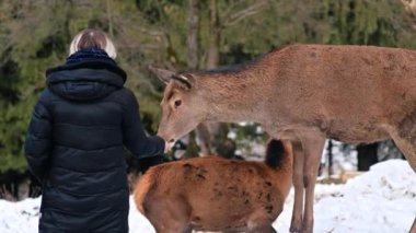 Karpatlar 'da karla kaplı bir çimenlikte geyikleri besleyen bir kadın, çevresindeki orman, Romanya