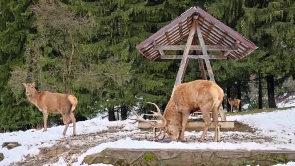 Futterstelle Mit Hirschen Auf Einer Schneebedeckten Wiese Den Karpaten Wald — Stockvideo