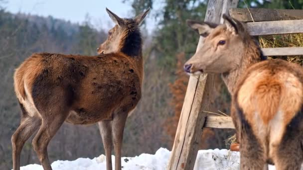 Alimentador Con Ciervos Césped Cubierto Nieve Los Cárpatos Bosque Alrededor — Vídeos de Stock