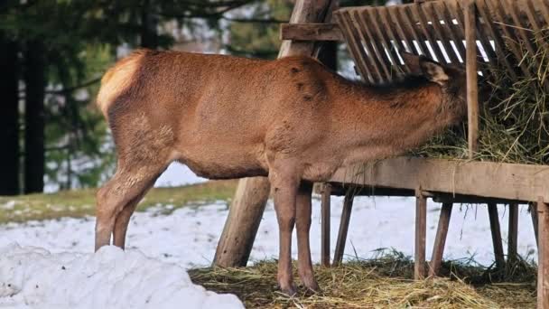 Ein Weidender Hirsch Auf Einer Schneebedeckten Wiese Den Karpaten Umgebender — Stockvideo