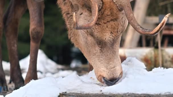 Ein Weidender Hirsch Auf Einer Schneebedeckten Wiese Den Karpaten Umgebender — Stockvideo