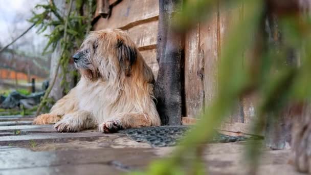 Cão Deitado Chão Perto Casa Madeira Tempo Molhado — Vídeo de Stock