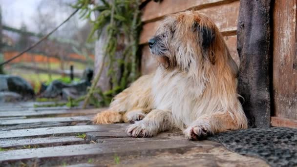 Câine Întins Podea Lângă Casa Lemn Vreme Umedă — Videoclip de stoc