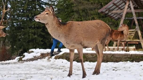 Poiana Neamtului Romania 2021年12月 在喀尔巴阡山脉被雪覆盖的草坪上种着鹿和人的饲料 四周是森林 — 图库视频影像