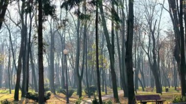 Romanya 'nın Iasi kentindeki Copou Park manzarası. Banklar, yollar, çıplak ağaçlar, yeşil çimenler