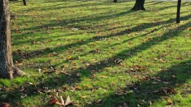 Romanya 'nın Iasi kentindeki Copou Park manzarası. Anıtlar, yollar, çıplak ağaçlar, yeşil çimenler.
