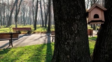Romanya 'nın Iasi kentindeki Copou Park manzarası. Banklar, ara sokaklar, çıplak ağaçlar, yeşil çimenler