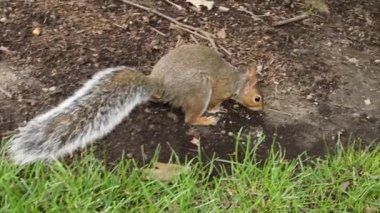 Yeşil çimlerde kahverengi kürklü sincap. Yavaş çekim