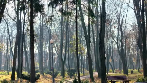 Veduta Del Parco Copou Iasi Romania Panche Sentieri Alberi Spogli — Video Stock