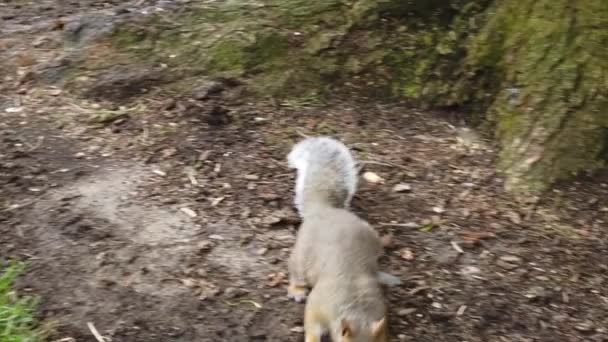 Eichhörnchen Mit Braunem Fell Auf Einem Grünen Rasen Zeitlupe — Stockvideo