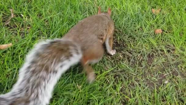 Wiewiórka Brązowym Futrem Zielonym Trawniku Zwolniony Ruch — Wideo stockowe